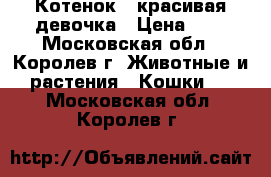 Котенок - красивая девочка › Цена ­ 5 - Московская обл., Королев г. Животные и растения » Кошки   . Московская обл.,Королев г.